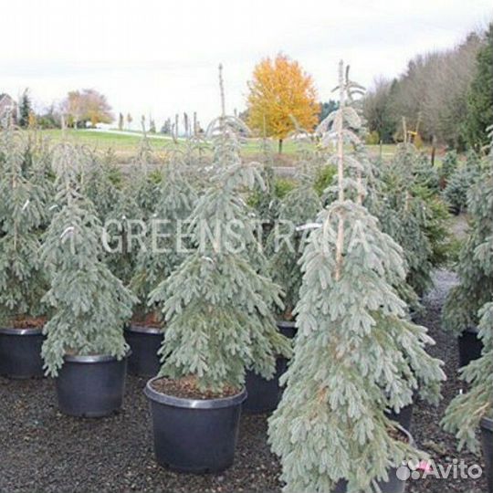 Саженцы Ель колючая голубая Glauca Pendula
