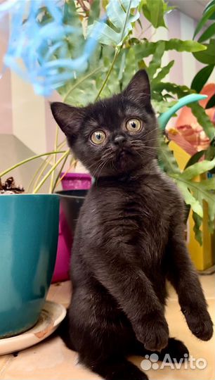 Шотланский котенок