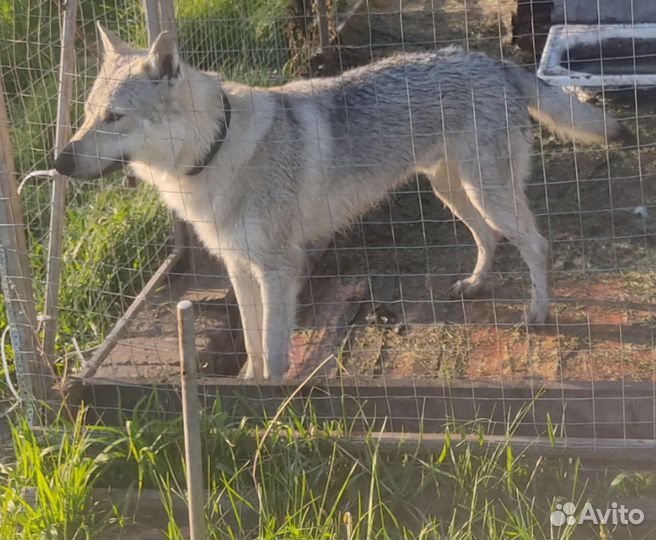 Вязка Волкособ