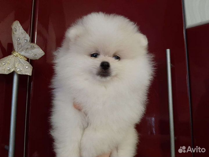 Померанские мини шпицы медвежьего типа