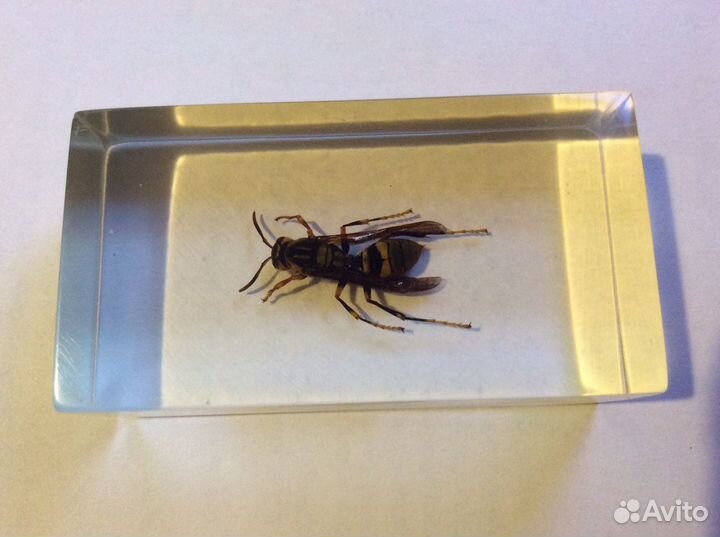 Коллекция Насекомые