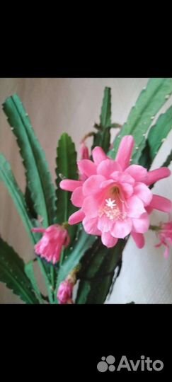 Эпифиллумы