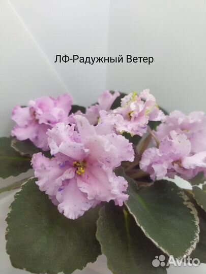 Фиалки (свежесрезанные листы)