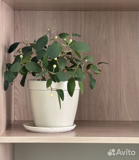 Фикусы разные