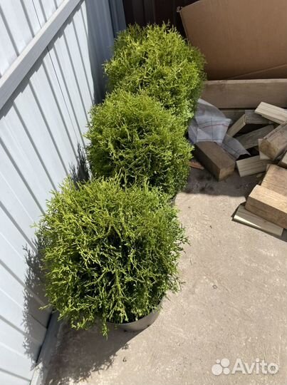 Туя западная Шар