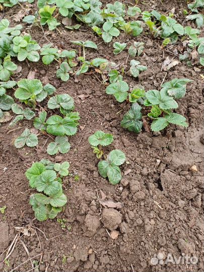 Усы клубники. Сирия- 50р., зенга- 30р