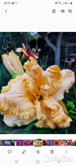 Лилейники и хосты