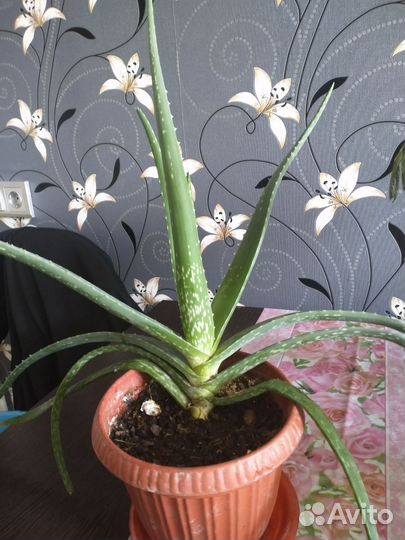 Алоэ столетник