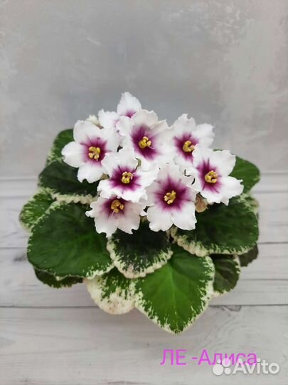 Сортовые фиалки