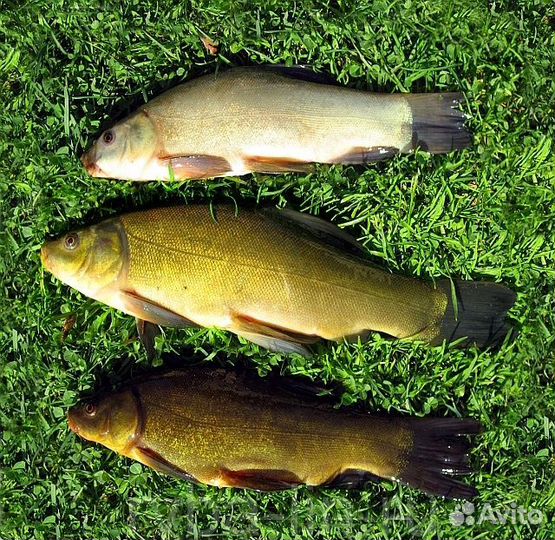 Малек Линя на зарыбление