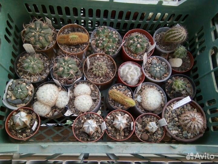 Кактусы и суккуленты