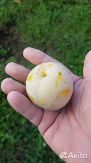 Саженцы диплоидных слив