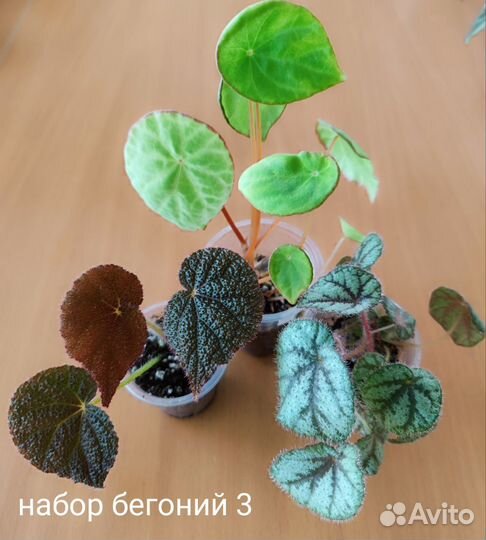 Наборы бегоний-природников