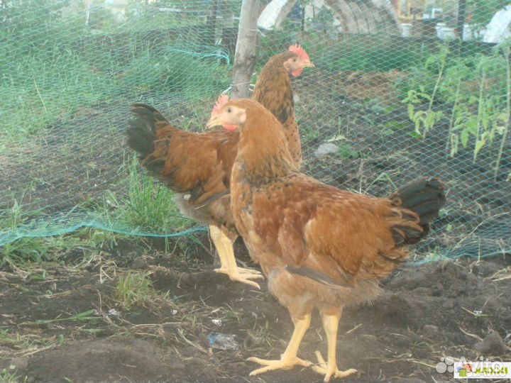 Молодые петушки