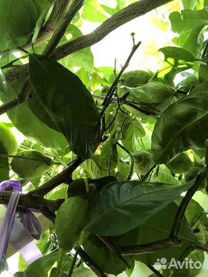 Лимонное дерево с плодами