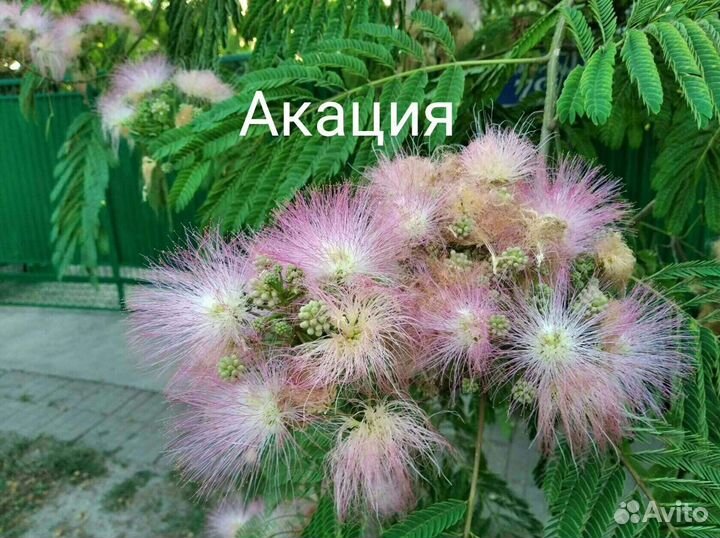 Акация Ленкоранская