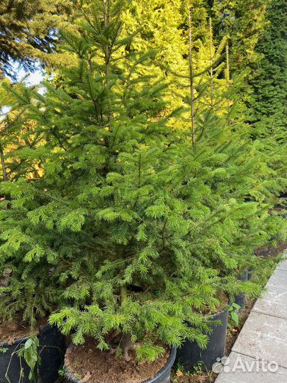 Пихты сибирские 1,5-2,5м с зкс в горшках 65-90 л