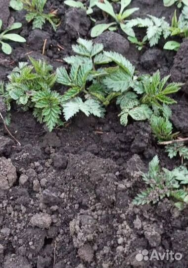 Малина тибетская