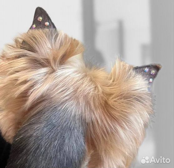 Стрижка собак. Грумер. Груминг