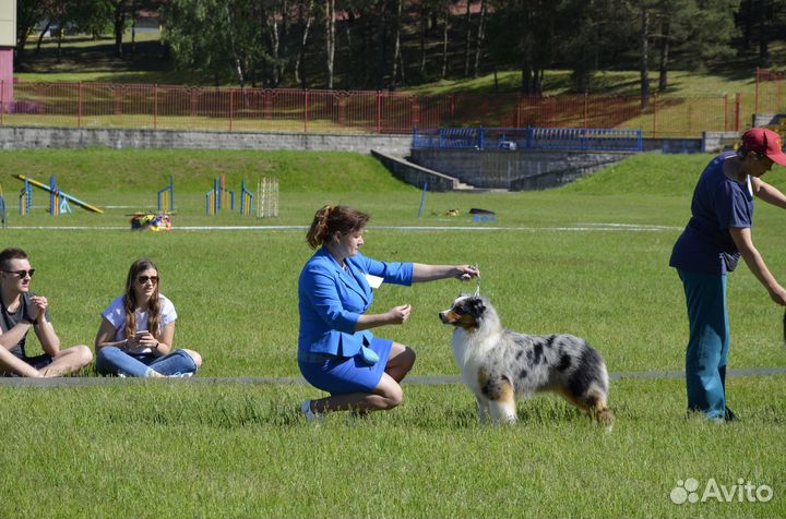 Австралийская овчарка