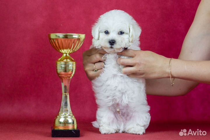 Щенки Бишон фризе идеальная белая шерсть
