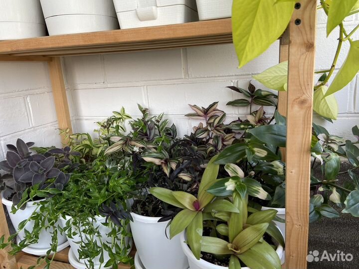 Традесканции