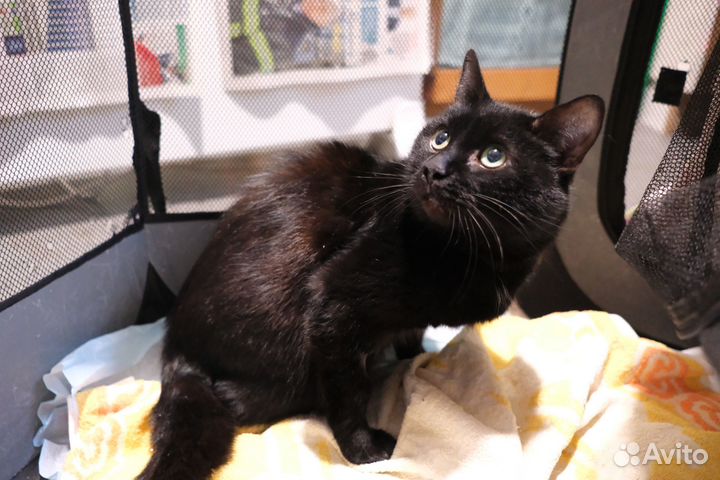 Чёрный трогательный Котя