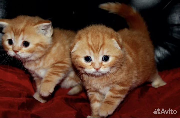 Яркие рыжие котята