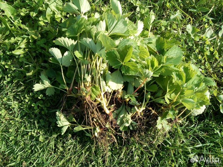 Рассада клубники