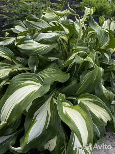 Хоста волнистая медиовариегата