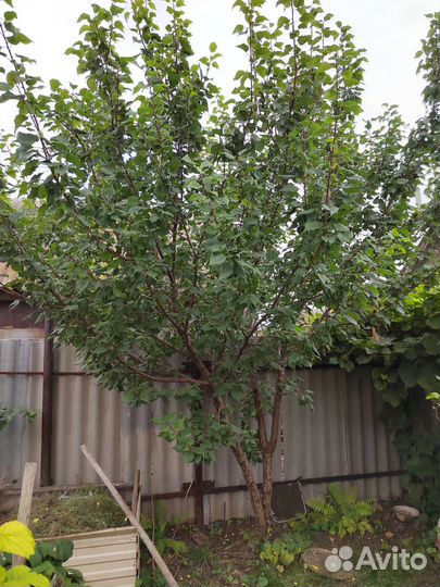 Саженцы абрикоса