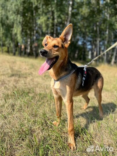 Собака из приюта