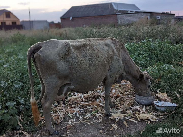 Коровы дойные