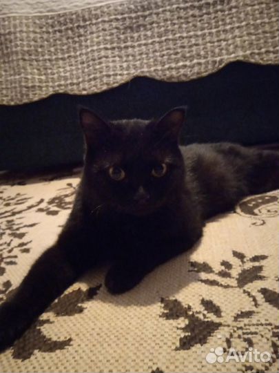 Котик Тёма в добрые руки