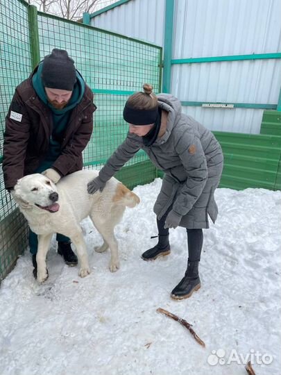 Среднеазиатская овчарка алабай