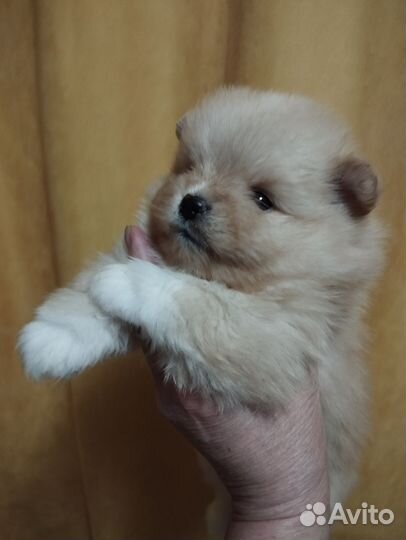 Щенки шпица