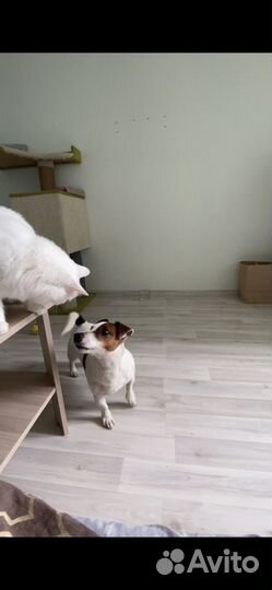 Домашняя передержка кошек и собак