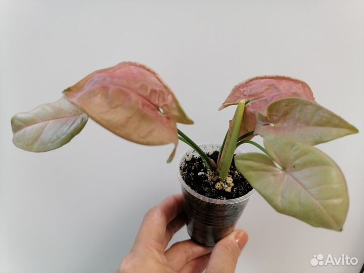 Сингониумы, Бегония, хавортия