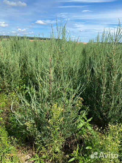 Можжевельник Блю Эрроу