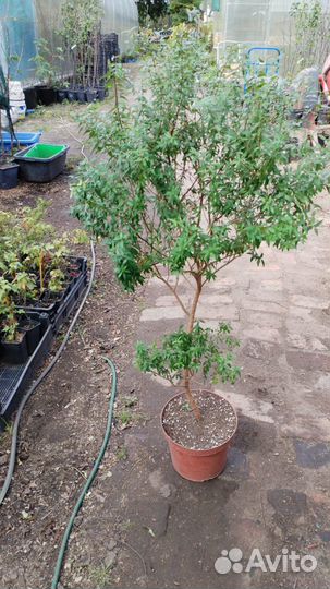 Мирт, Миртовое дерево