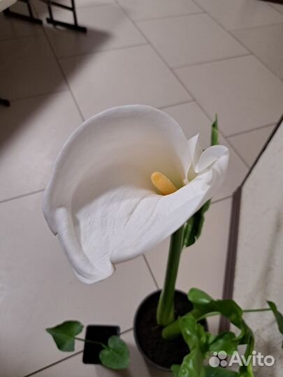 Калла эфиопская