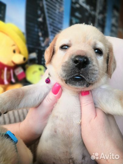 Лабрадор ретривер щенки