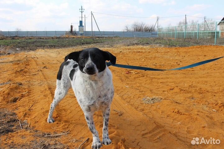 Буля хочет домой