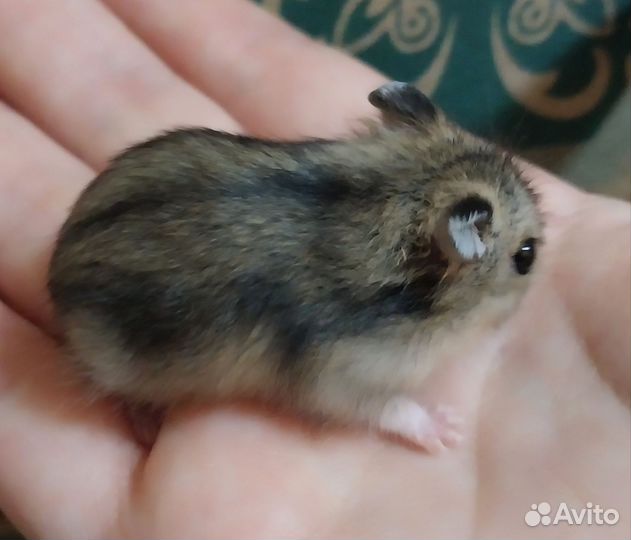 Джунгарский хомяк Бесплатно