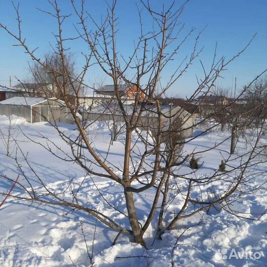 Обрезка плодовых деревьев