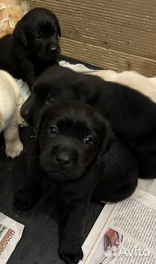 Щенки лабрадора