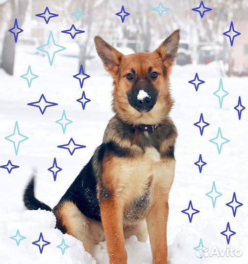 Альма и Бим