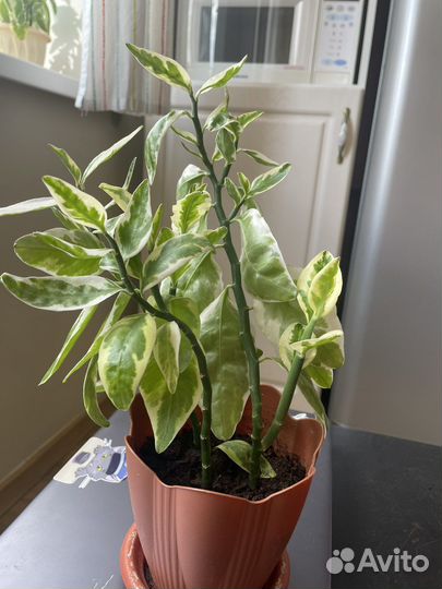 Педилантус в горшке,есть отростки