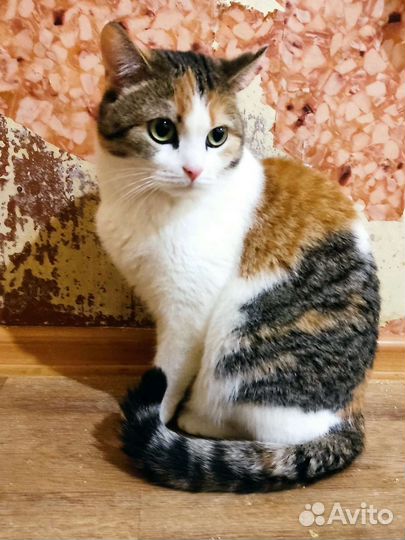 Кошка Стелла