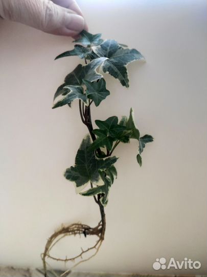 Плющ хедера